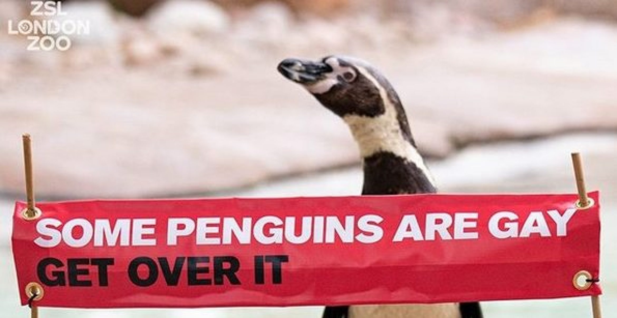 Happy Pride Month: Zwei Pinguine im Londoner Zoo haben eine Message
