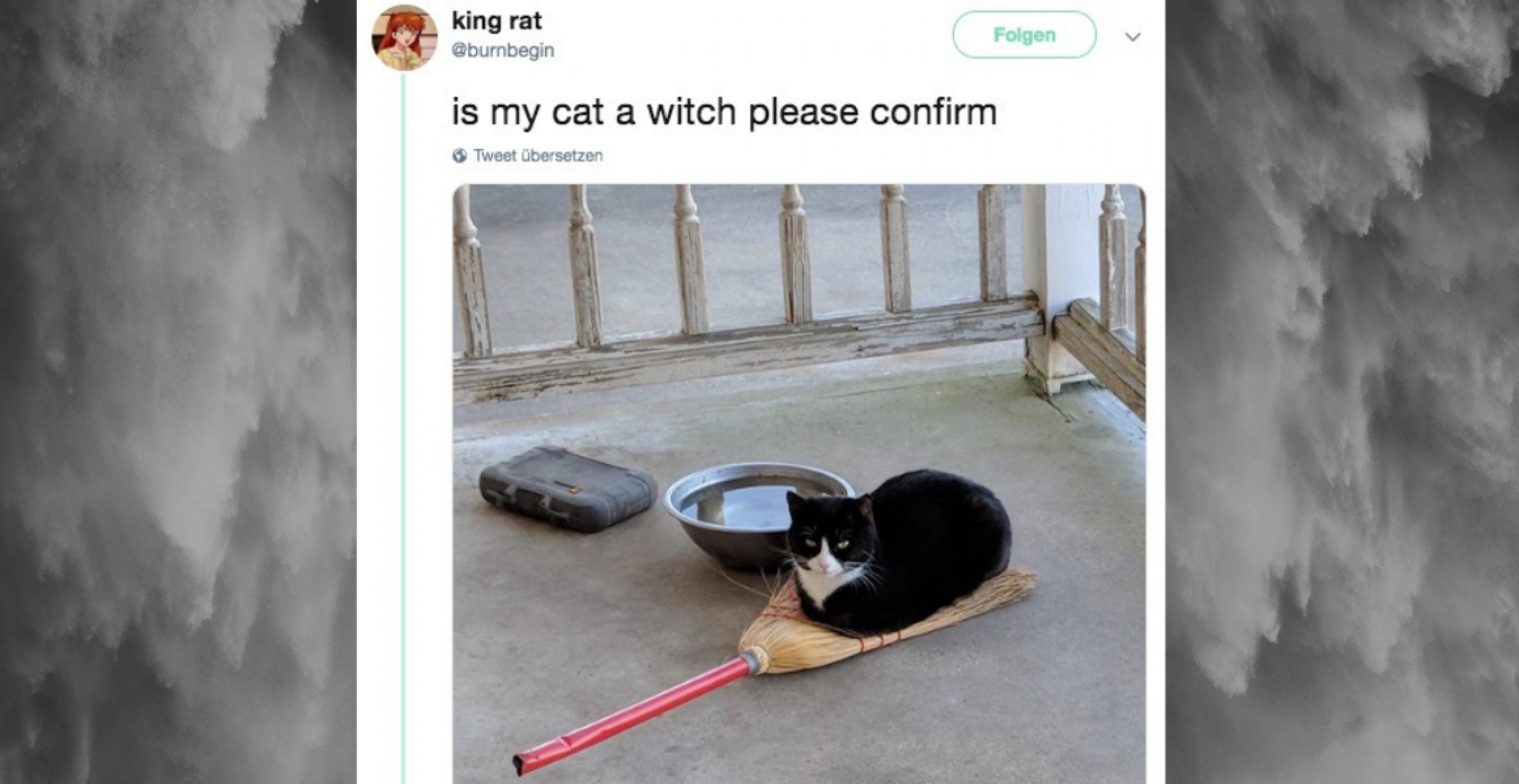 Zehn Tweets beweisen, dass Cat Content das Beste am Internet ist