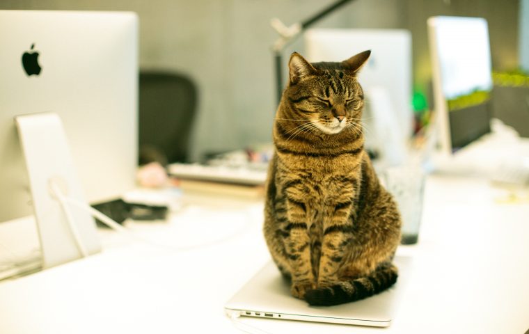 Rhetorik-Experte Jay Heinrichs: „Wenn sie dir trauen, folgen sie dir“