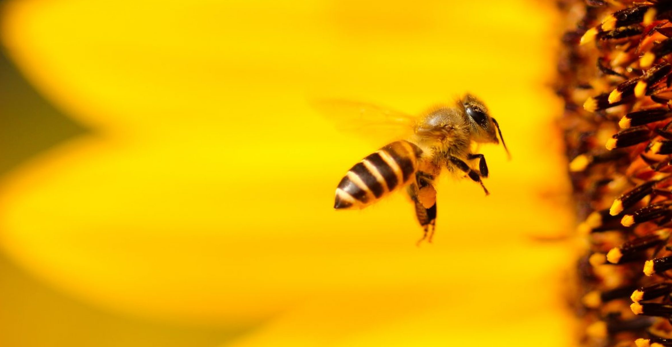 In Utrecht können jetzt auch Bienen an Bushaltestellen Stopp machen