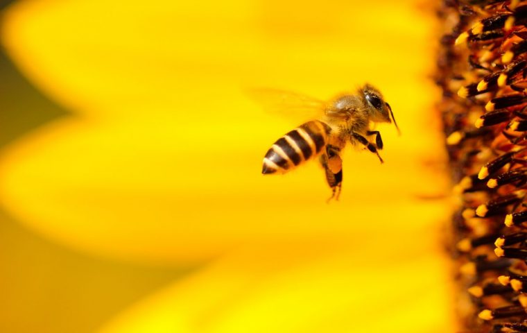 In Utrecht können jetzt auch Bienen an Bushaltestellen Stopp machen