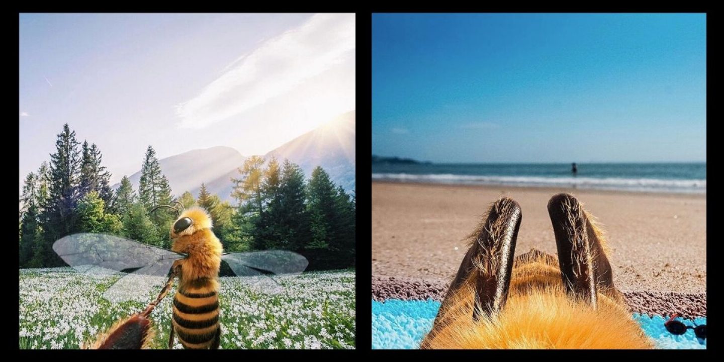 Diese Biene ist wohl die nachhaltigste Influencerin auf Instagram
