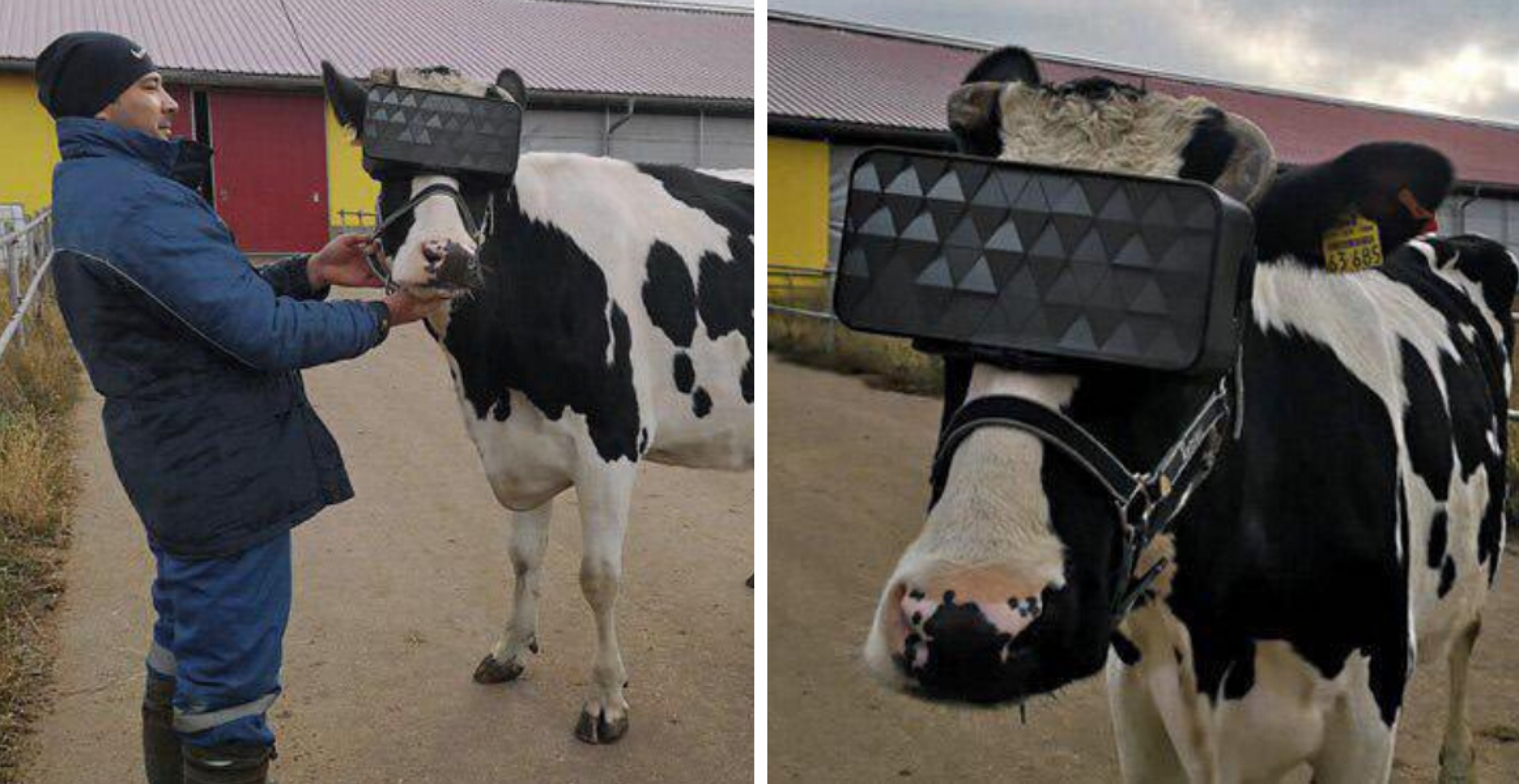 Mehr Milch? Forscher*innen testen, wie VR-Brillen Kühe beeinflussen