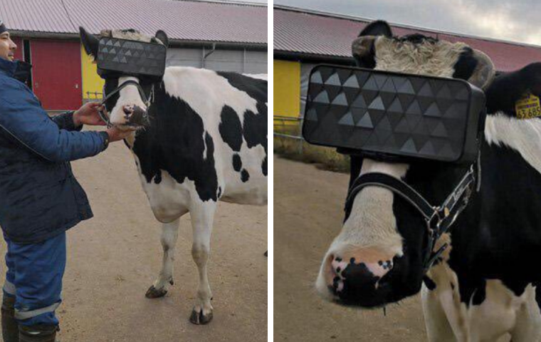 Mehr Milch? Forscher*innen testen, wie VR-Brillen Kühe beeinflussen