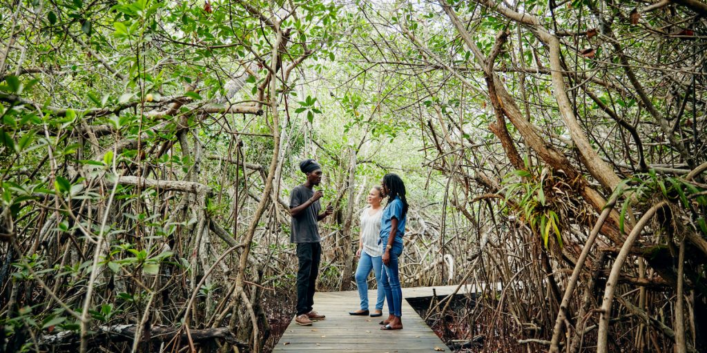 Best Sabbatical ever: Airbnb schickt euch auf die Bahamas, um die Natur zu retten