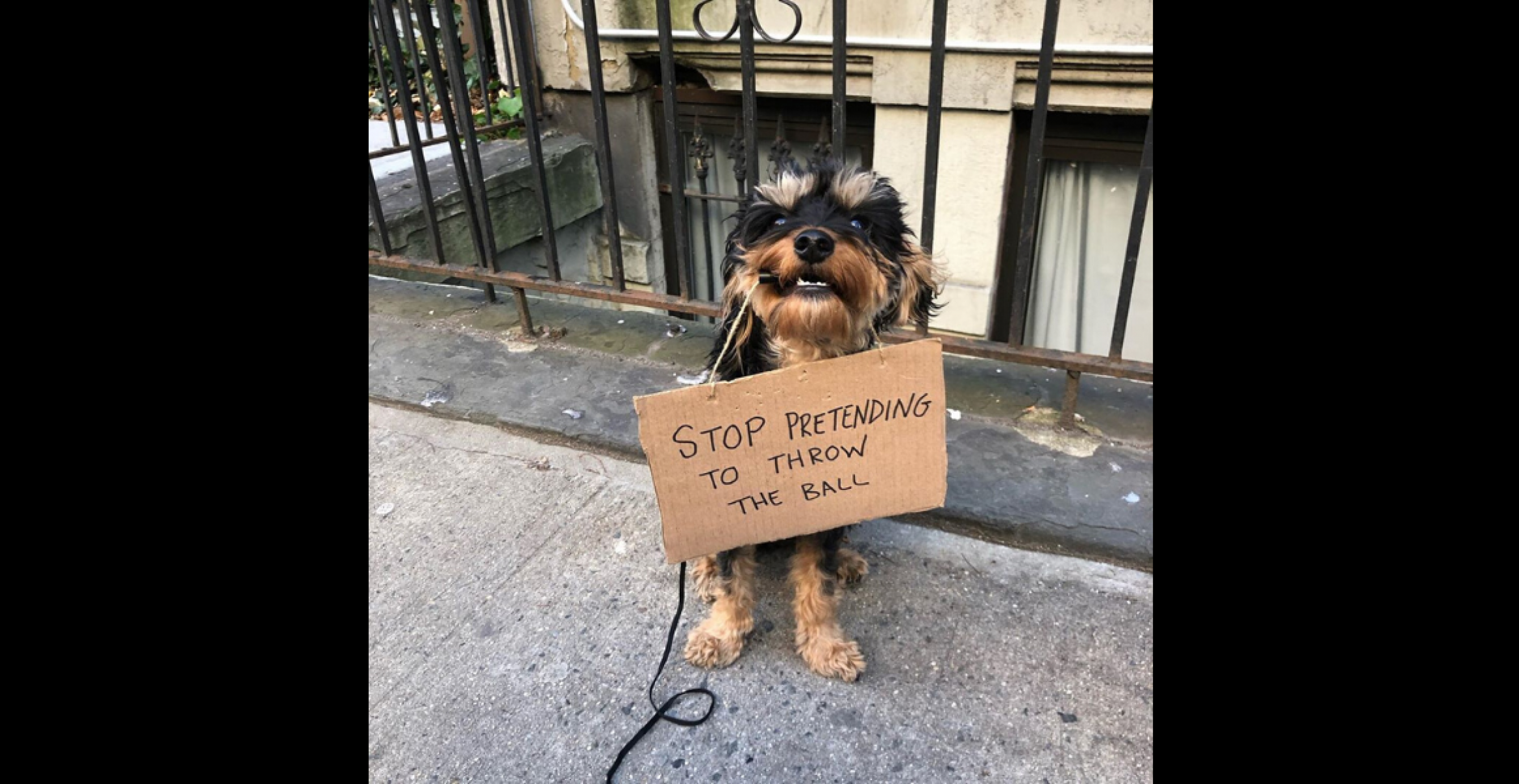 Ein Hund setzt sich mit Schildern für eine bessere Vierbeiner-Welt ein