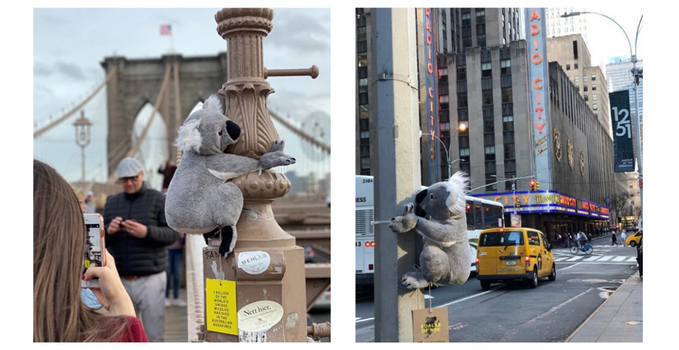 Guerilla-Marketing: In New York rufen Plüschkoalas zur Spende für Australien auf