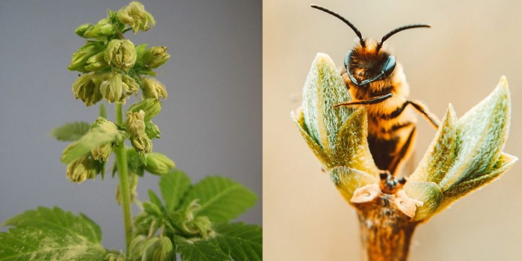 Bienen Cannabis
