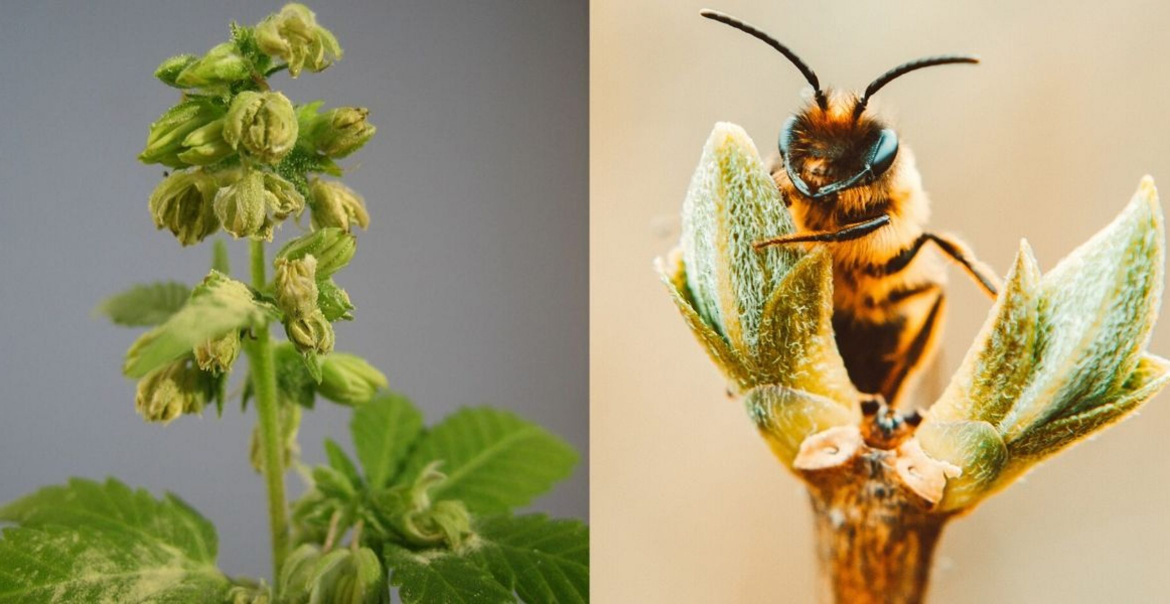 Neue Studie: Bienen fliegen auf die Pollen von Cannabis ab