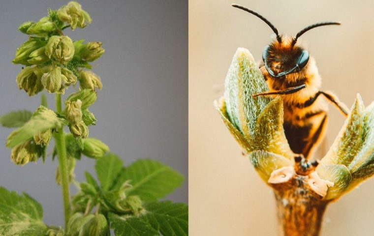Neue Studie: Bienen fliegen auf die Pollen von Cannabis ab