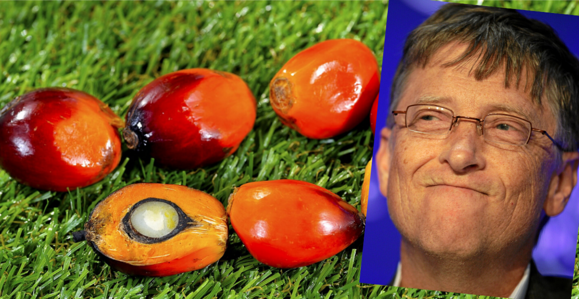 Bill Gates, Jeff Bezos und Mark Zuckerberg investieren in eine synthetische Palmöl-Alternative