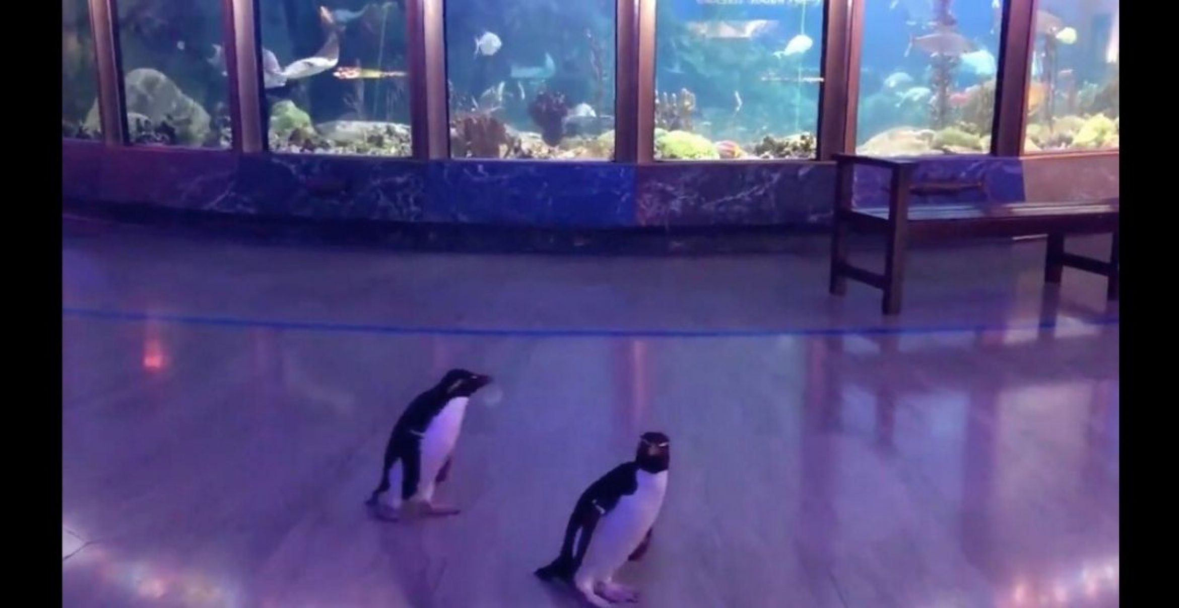 Aquarium wegen Corona geschlossen – Pinguine dürfen auf den Gängen spazieren gehen