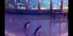 Pinguine Aquarium