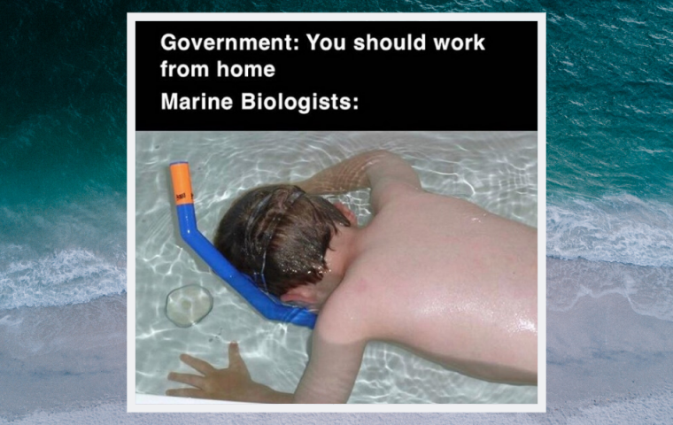 Neues Meme zeigt, wie Arbeiten von Zuhause aus (nicht) geht