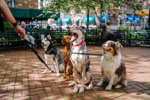 Stellenanzeige Hundeschule
