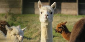 Lama Zoom