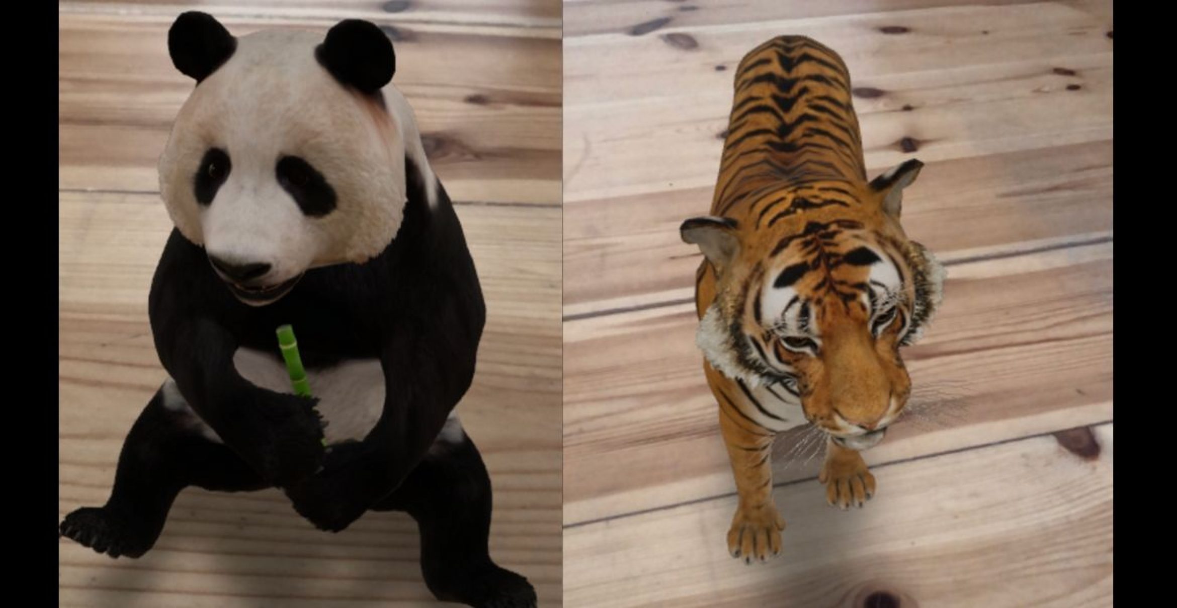Einsam im Homeoffice? Mit Google AR kann man sich Pandas, Tiger und Co. in die vier Wände holen