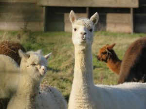 Lama Zoom