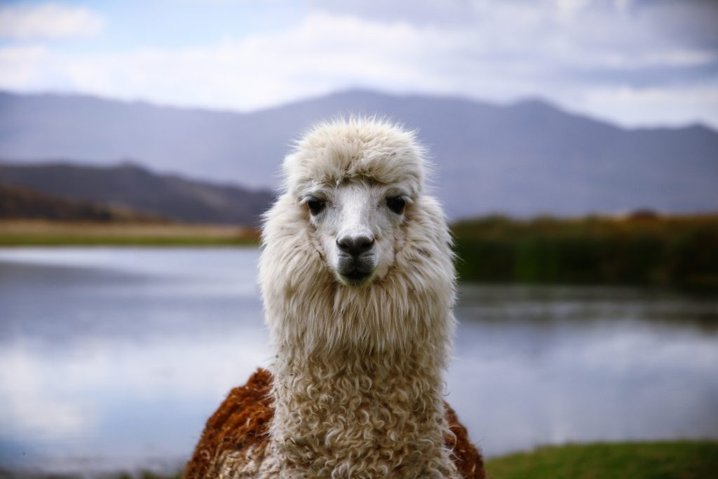 Lama Zoom