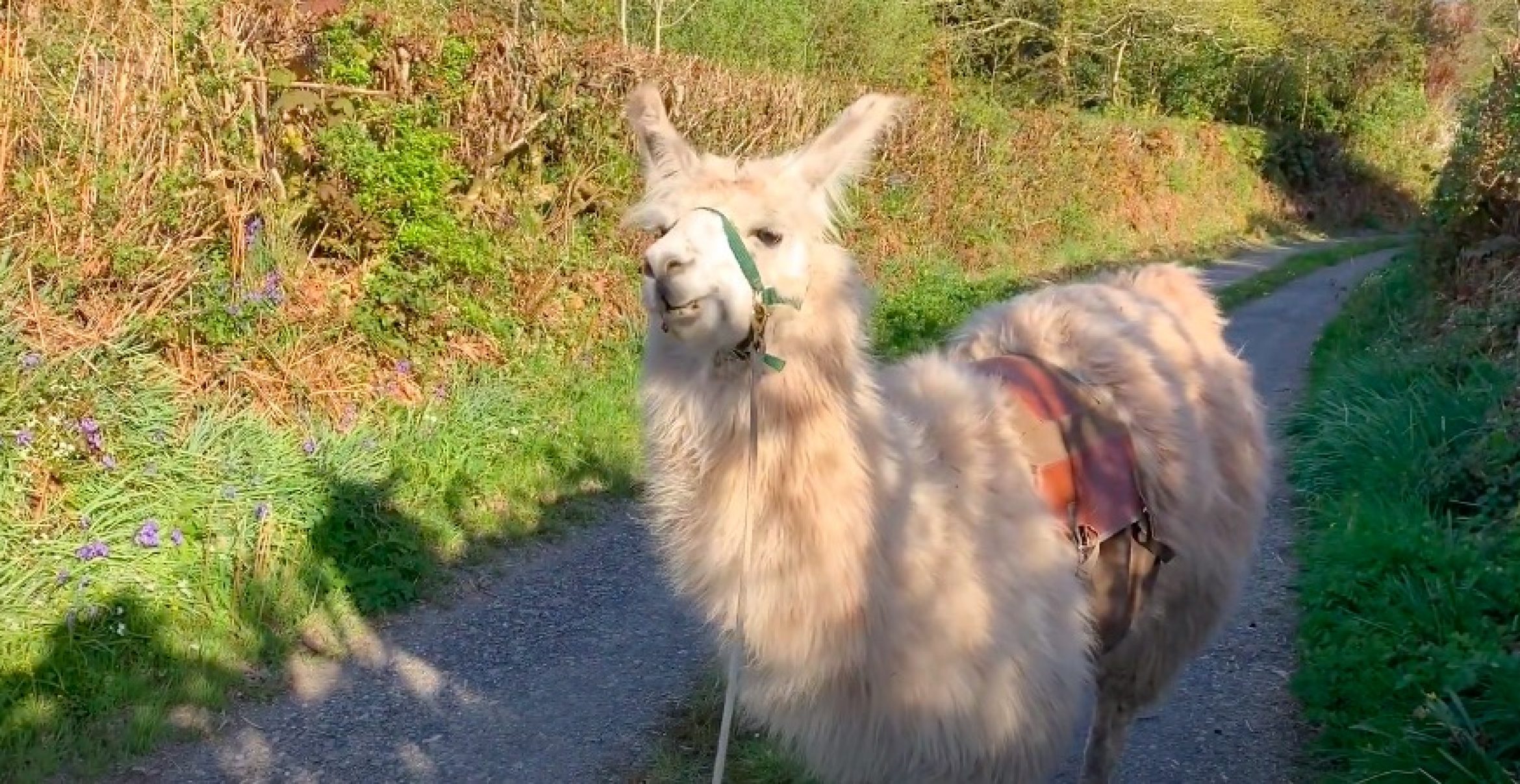 In einem Dorf in Wales machen Lamas jetzt Karriere als Lieferanten