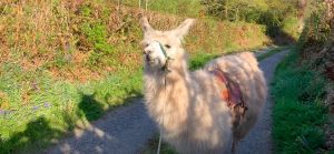 Wales Lamas Lieferanten