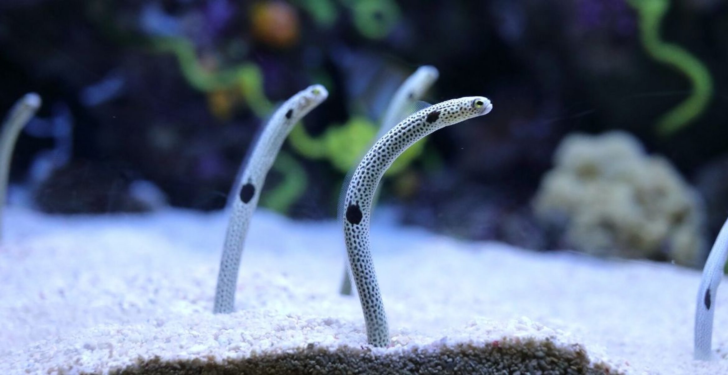 Warum ein Aquarium in Tokio darum bittet, mit seinen Aalen zu facetimen