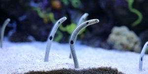 Aale Aquarium Tokio