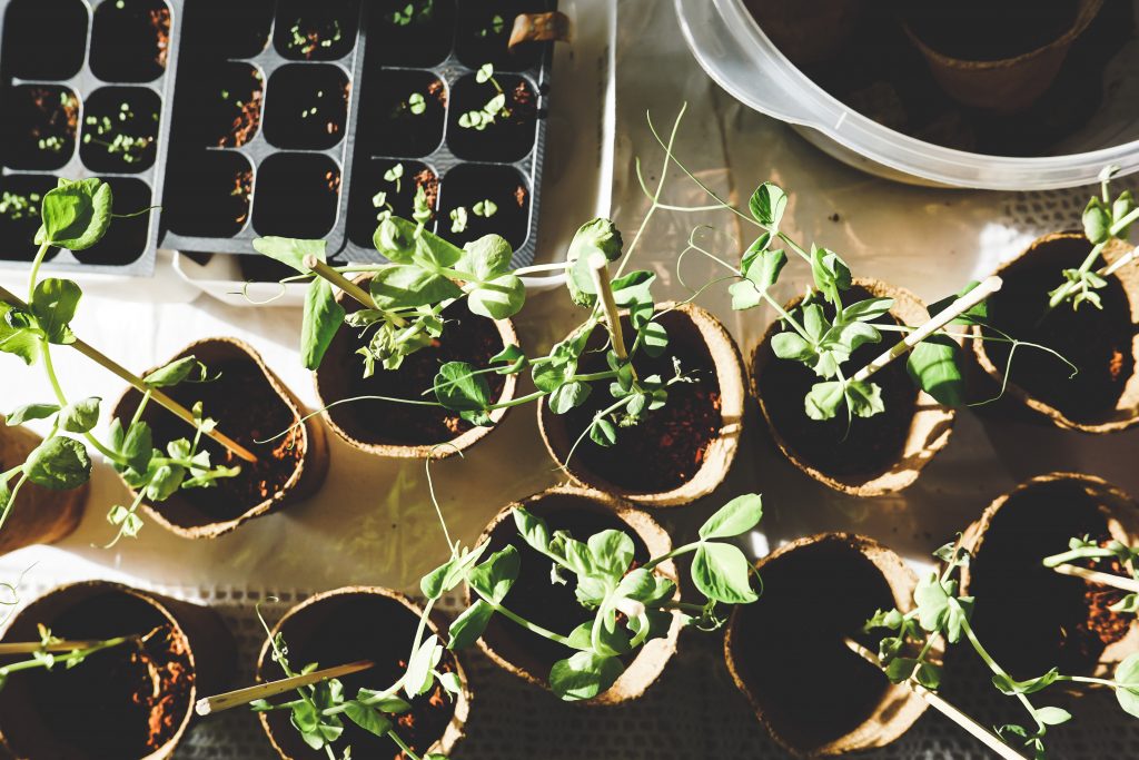 Urban Gardening: So macht ihr aus eurem Balkon eine grüne Wohlfühloase