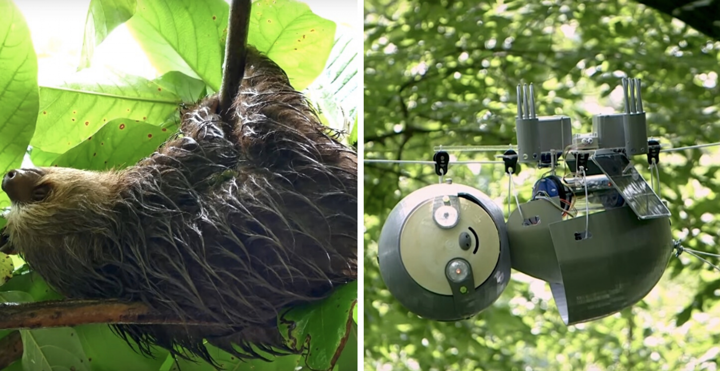 SlothBot: Dieser Faultier-Roboter hilft dabei, gefährdete Spezies zu schützen