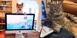 Homeoffice Tiere