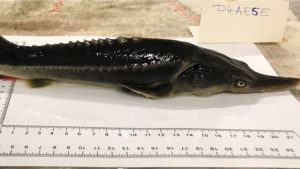 Sturddlefish