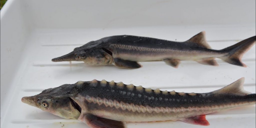 Sturddlefish als neues Hybrid