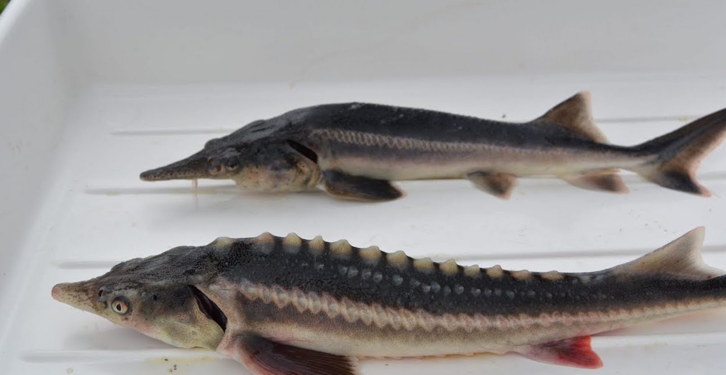 Aus Versehen: Wissenschaftler*innen kreuzen bedrohte Spezies und kreieren neuen Fisch