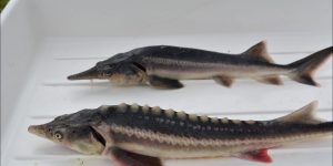 Sturddlefish als neues Hybrid
