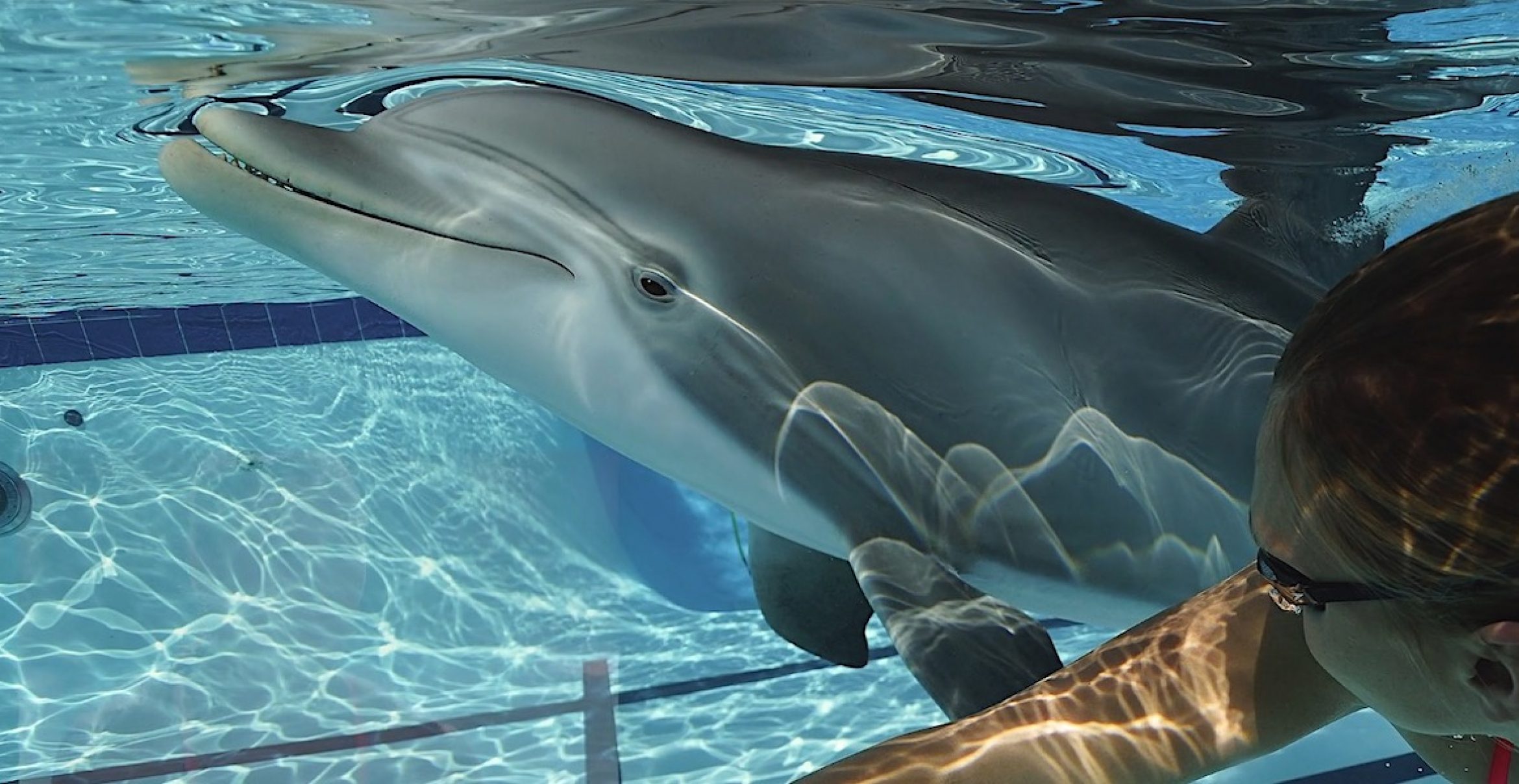 Beeindruckende Technik: Dieser Delfin ist ein Roboter und man kann mit ihm schwimmen