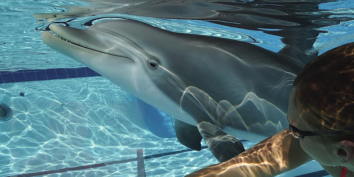 Beeindruckende Technik Dieser Delfin Ist Ein Roboter Und Man Kann Mit Ihm Schwimmen