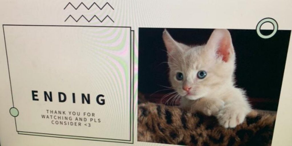 Power Point Katze