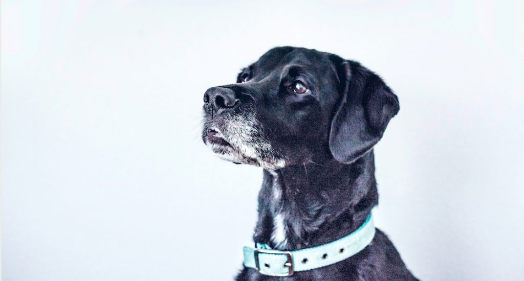 Hunde erschnüffeln Corona-Virus