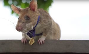Ratte