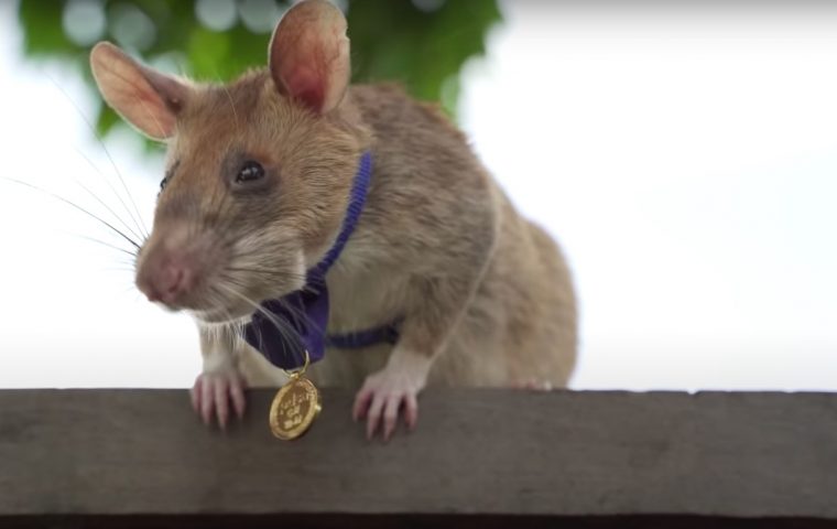 Kleiner Lebensretter: Ratte Magawa erhält Tapferkeitsorden für das Aufspüren von Landminen