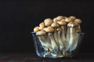 Magic Mushrooms