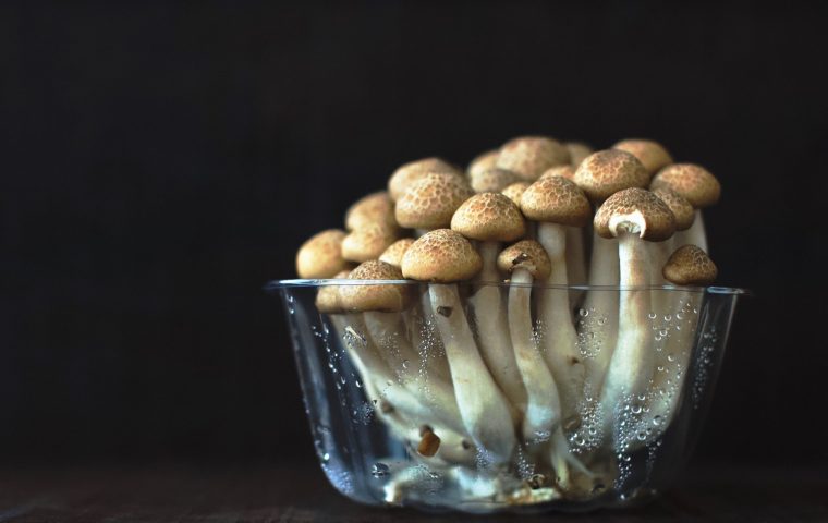 Magic Mushrooms als Doping oder Medizin? Berkeley eröffnet psychedelisches Forschungszentrum
