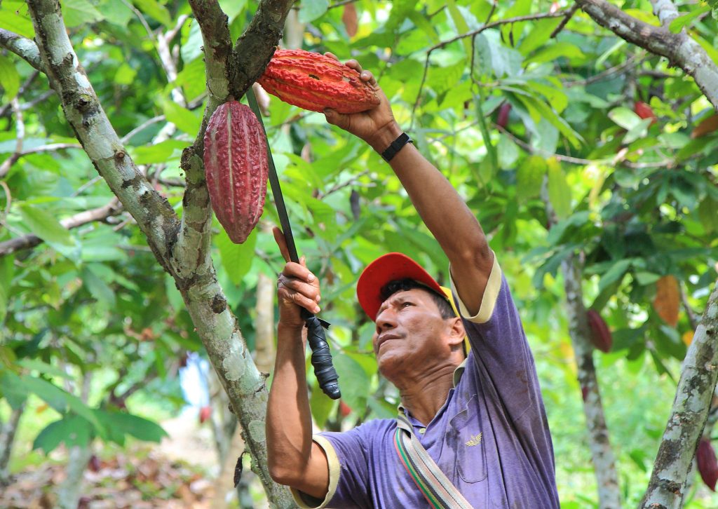 Mission „Bessere Welt“: So will die Rainforest Alliance unseren Konsum nachhaltiger gestalten
