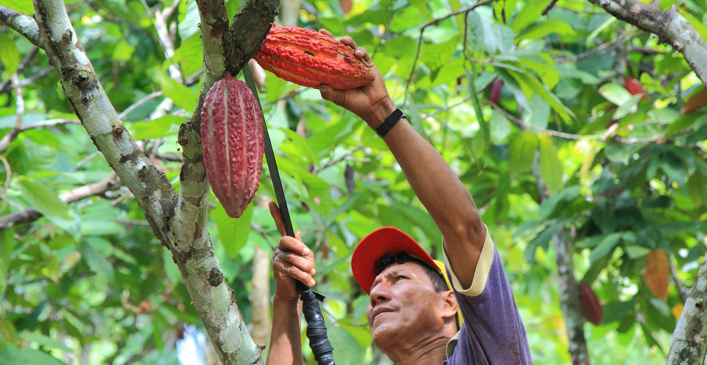 Mission „Bessere Welt“: So will die Rainforest Alliance unseren Konsum nachhaltiger gestalten