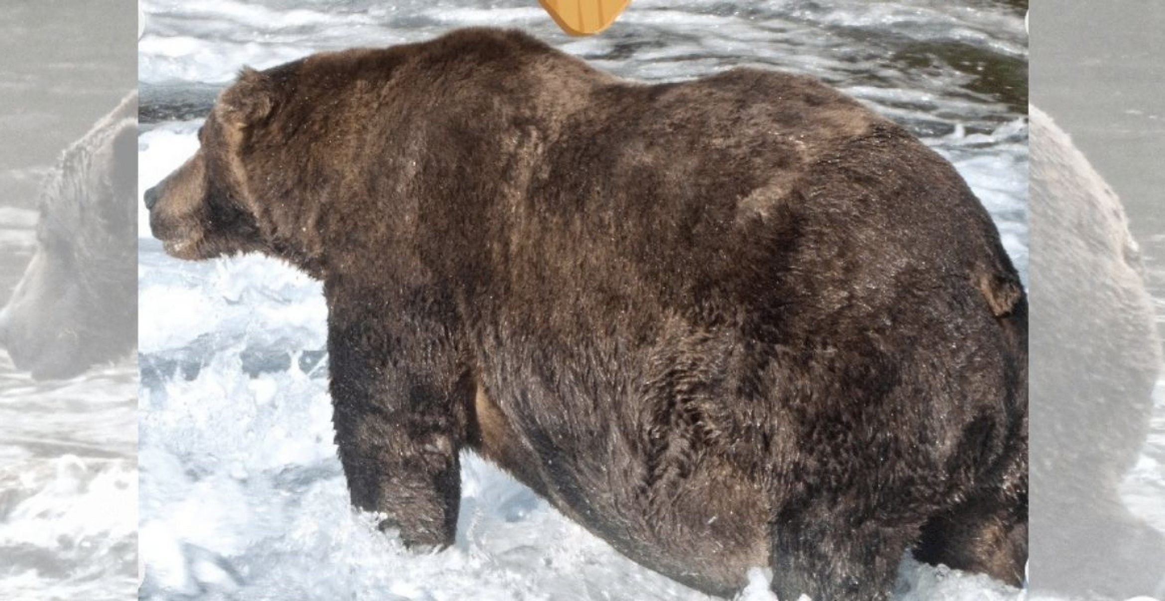 Wer ist der fetteste Braunbär? Ein Nationalpark in Alaska hat es in einem Wettstreit herausgefunden