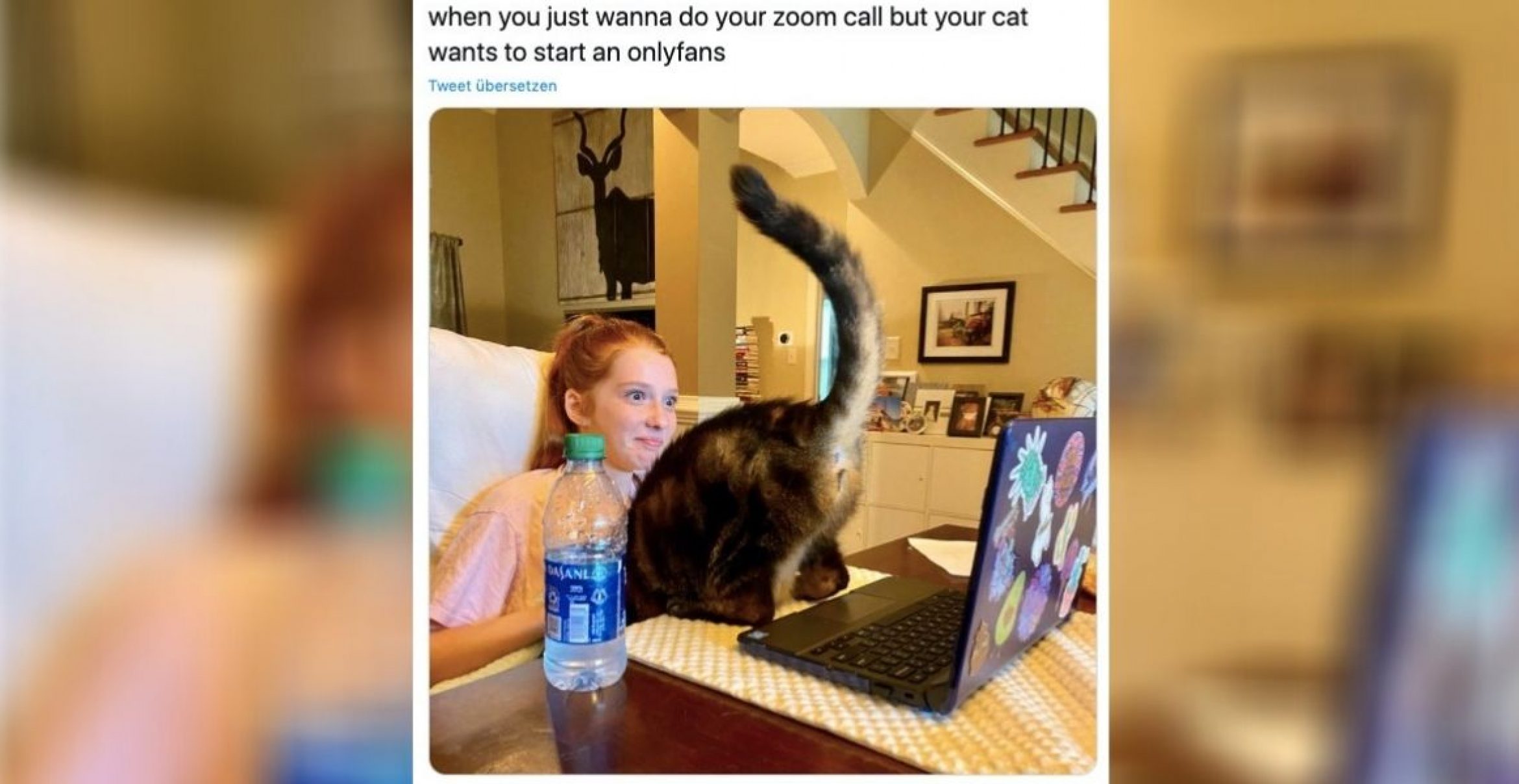 Diese Bilder beweisen: Cat Content ist immer noch das Beste am Internet
