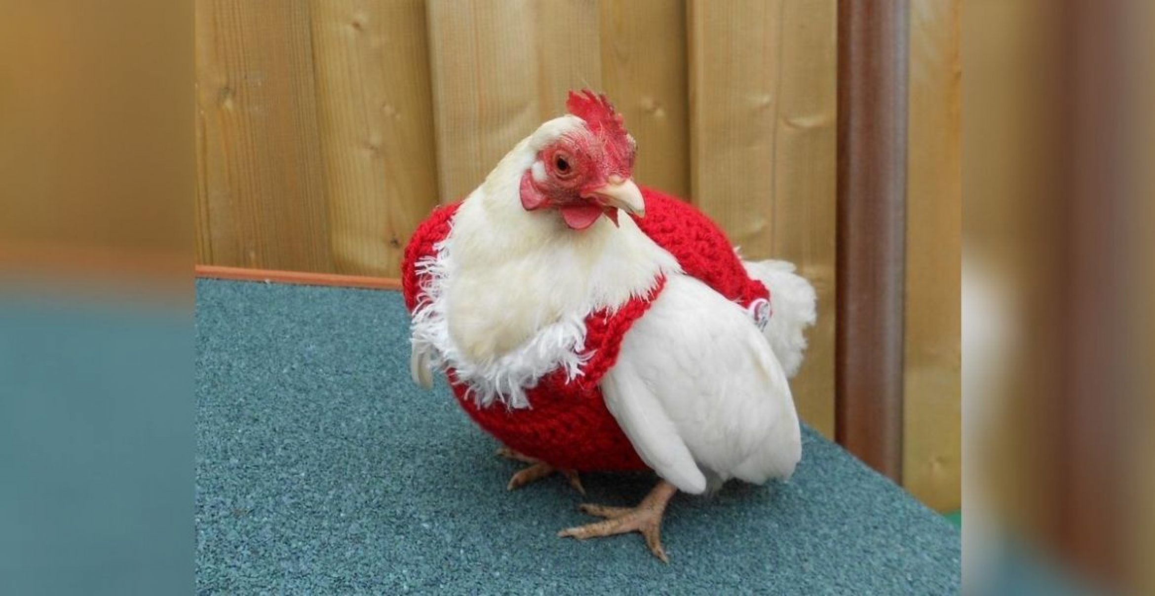 Cuteness Overload: Auf Etsy verkauft jemand gehäkelte Weihnachtspullover für Hühner
