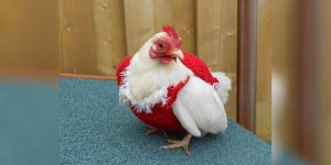 Etsy Pullover Huhn