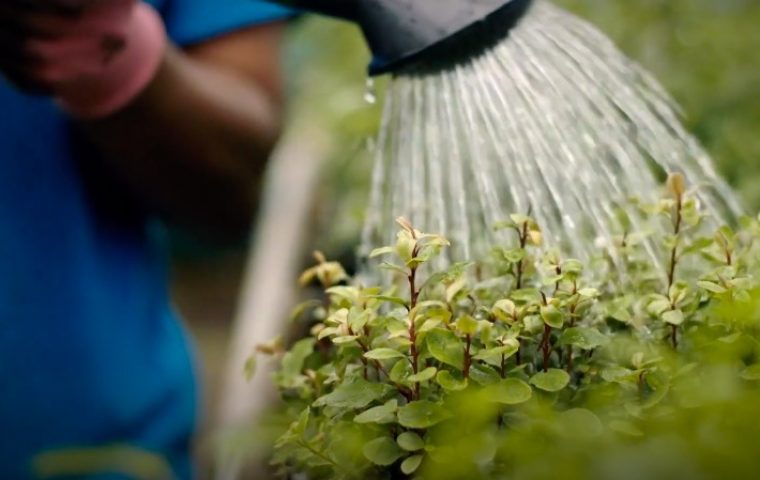 „Forest of Hope“: Neuseeland ruft Menschen auf, ihre Enttäuschungen des Jahres in Bäume umzuwandeln