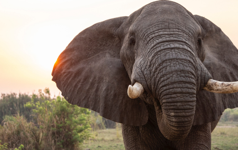 Neues System zählt Elefanten mittels AI aus dem Weltall